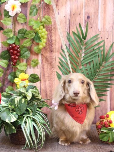 20230809ぺこちゃん